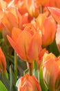 Orange Tulip, TulipaÃÂ fosteriana Orange Emperor flowering